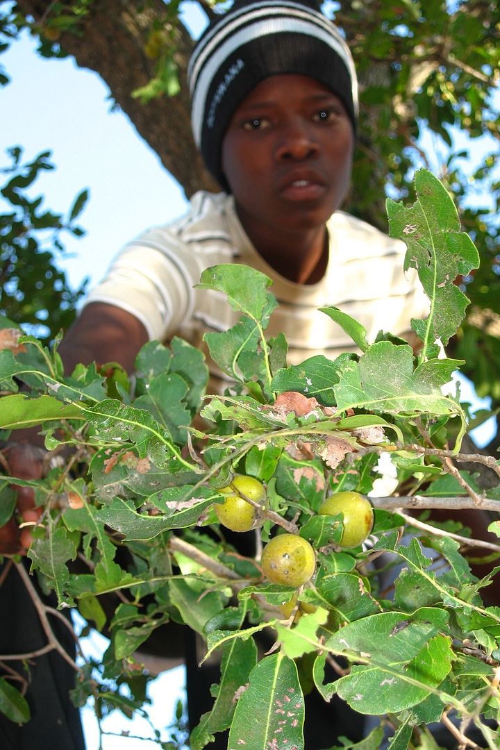 Polynesian Produce Stand Jakkalberry Bushveld Persimmon AFRICAN EBONY Sweet Fruits Rare Tree